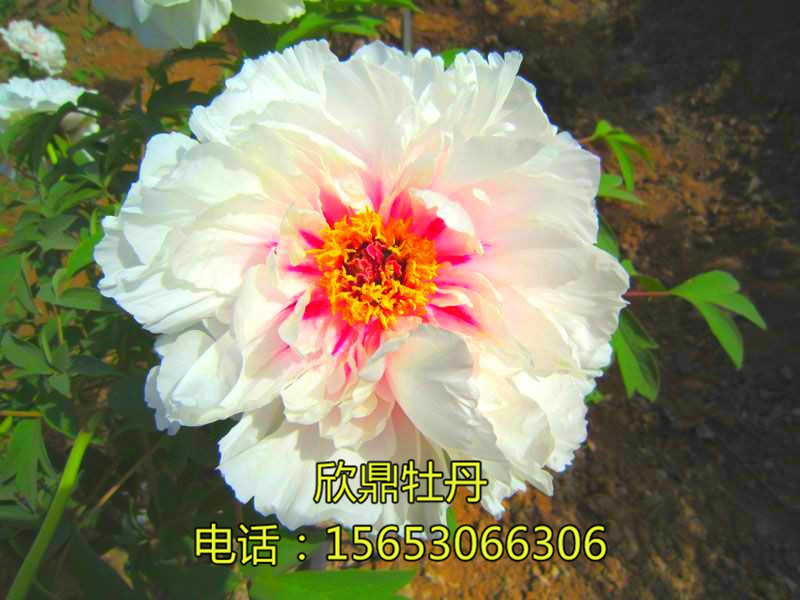 戳我试试