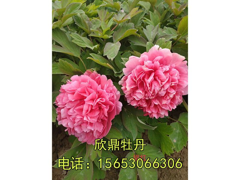 戳我试试
